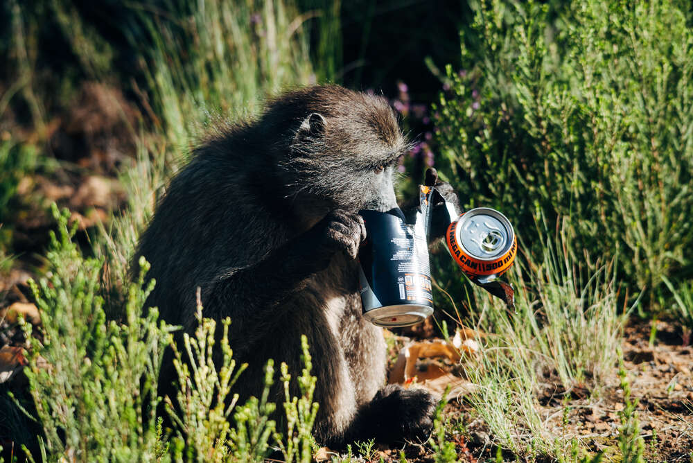 Pavian in Südafrika auf Nahrungssuche (Studio Nick Harwart Köln & Bonn)