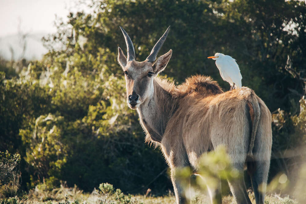 Co-Existance - Südafrika (Studio Nick Harwart Köln & Bonn)