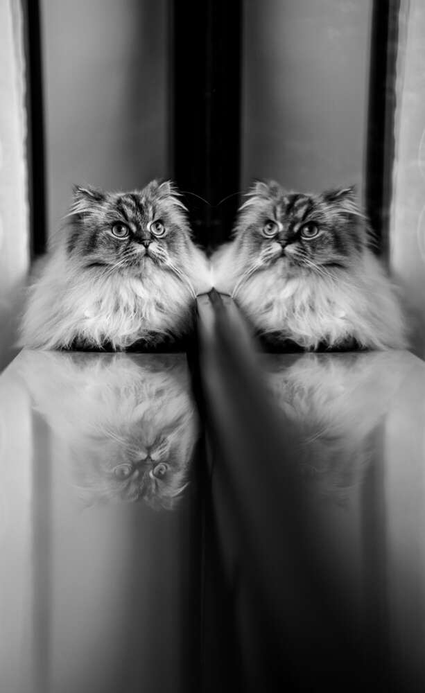 Piquant Pigments  Fine Art