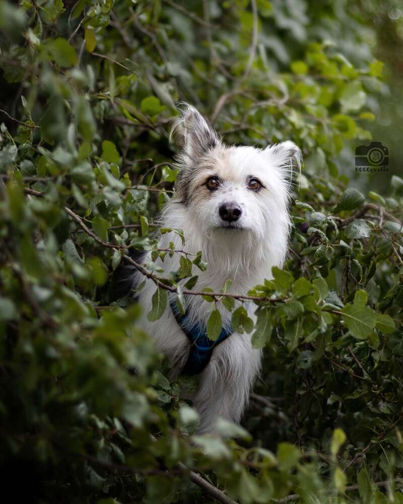 DOGOgrafie (DOGOgrafie)