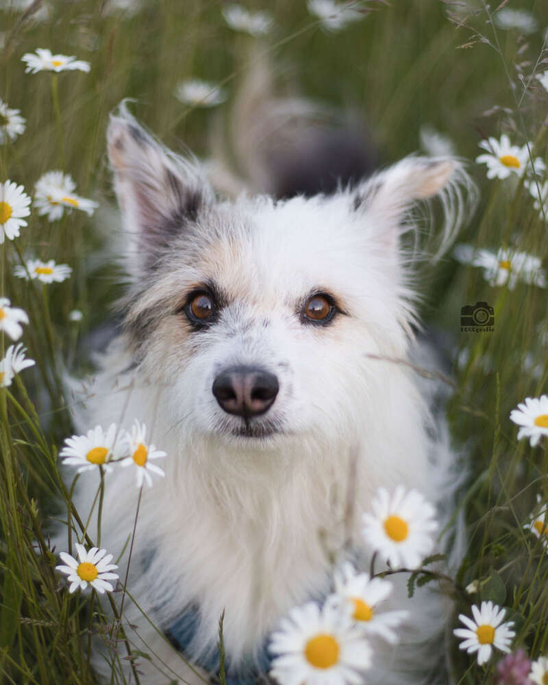 DOGOgrafie (DOGOgrafie)