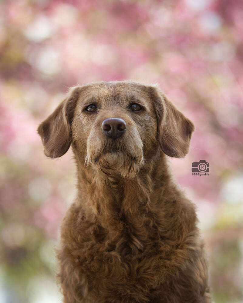 DOGOgrafie (DOGOgrafie)