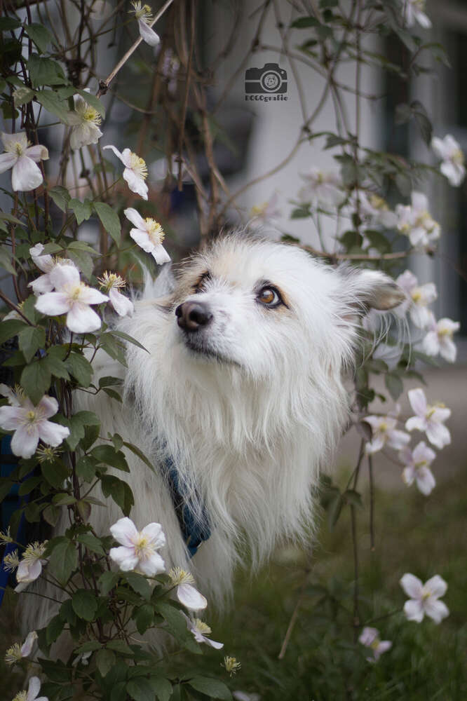 DOGOgrafie (DOGOgrafie)