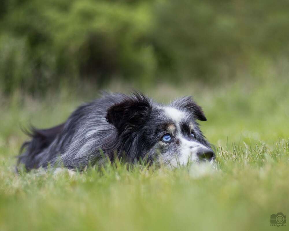 DOGOgrafie (DOGOgrafie)