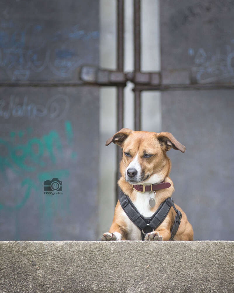 DOGOgrafie (DOGOgrafie)