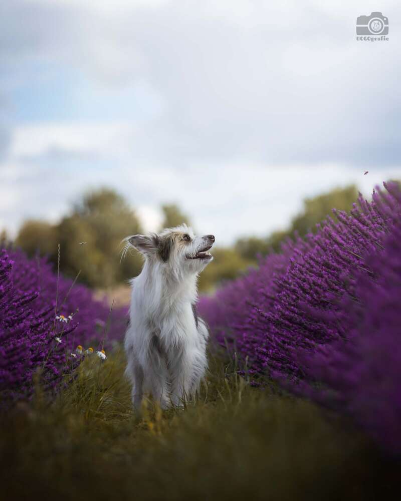 DOGOgrafie (DOGOgrafie)