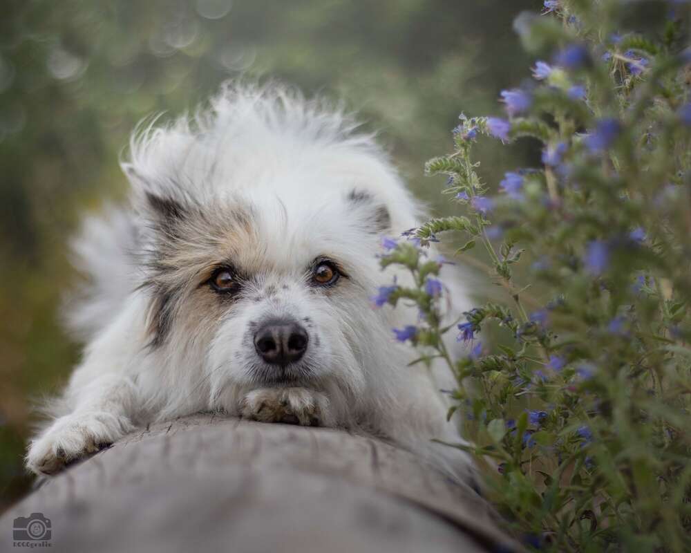 DOGOgrafie (DOGOgrafie)