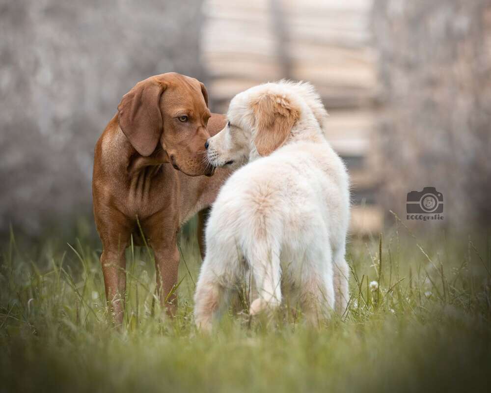 DOGOgrafie (DOGOgrafie)