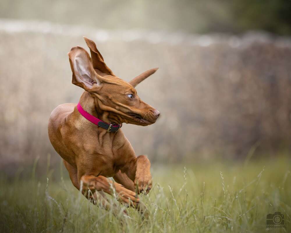 DOGOgrafie (DOGOgrafie)