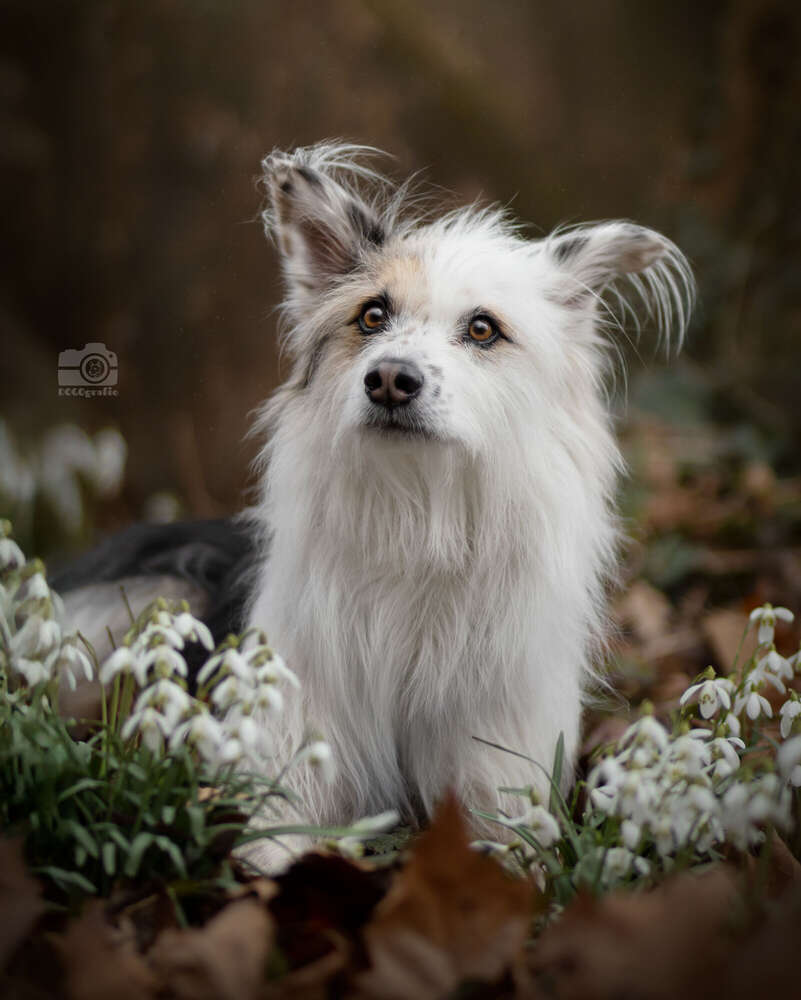 DOGOgrafie (DOGOgrafie)