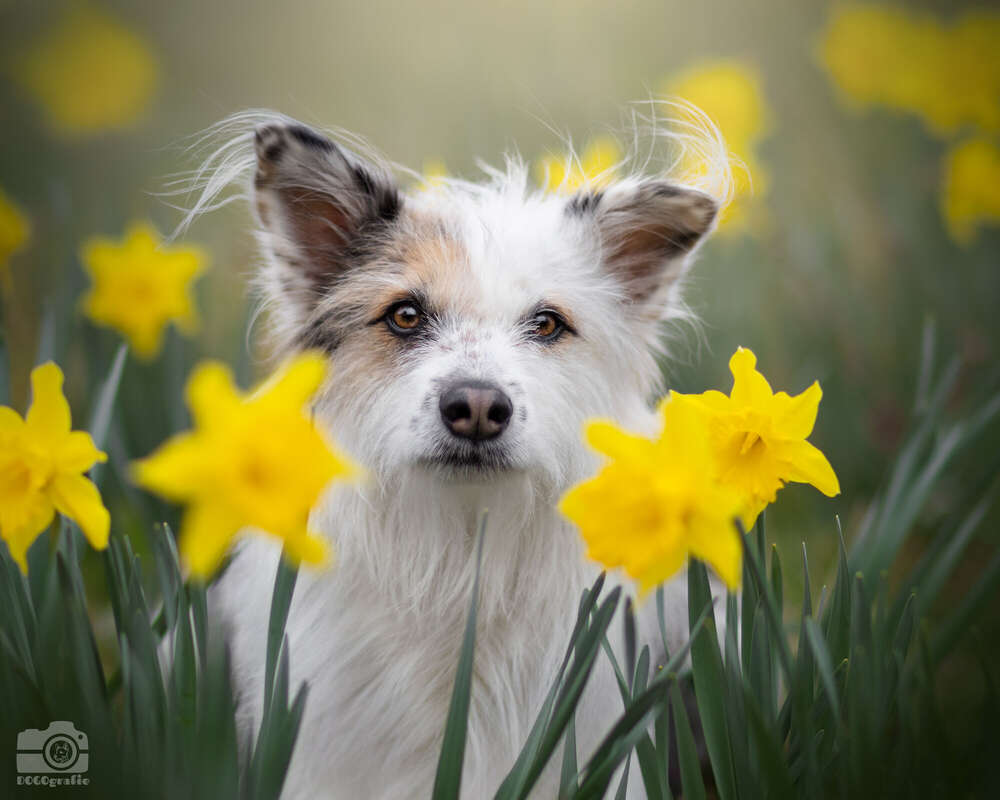 DOGOgrafie (DOGOgrafie)