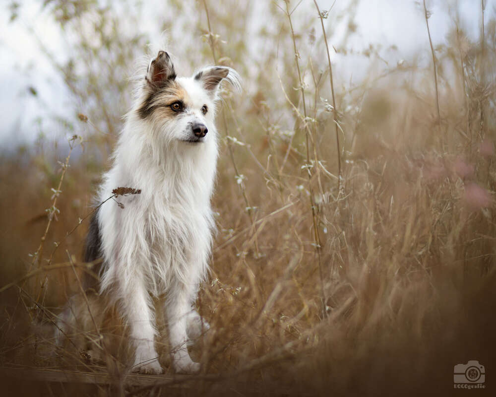 DOGOgrafie (DOGOgrafie)