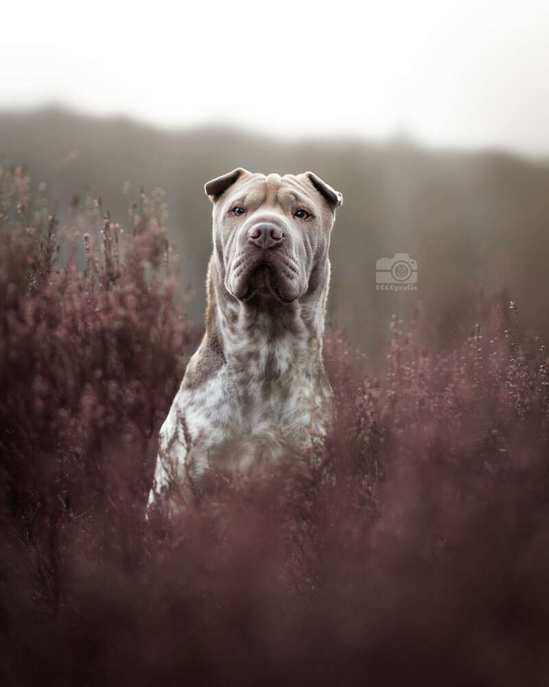 DOGOgrafie (DOGOgrafie)