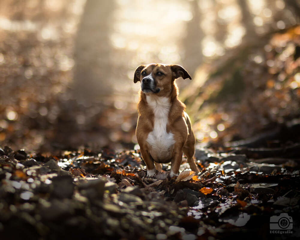 DOGOgrafie (DOGOgrafie)