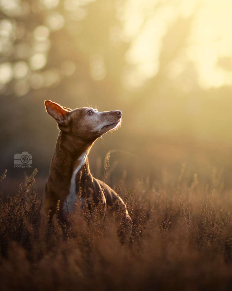 DOGOgrafie (DOGOgrafie)