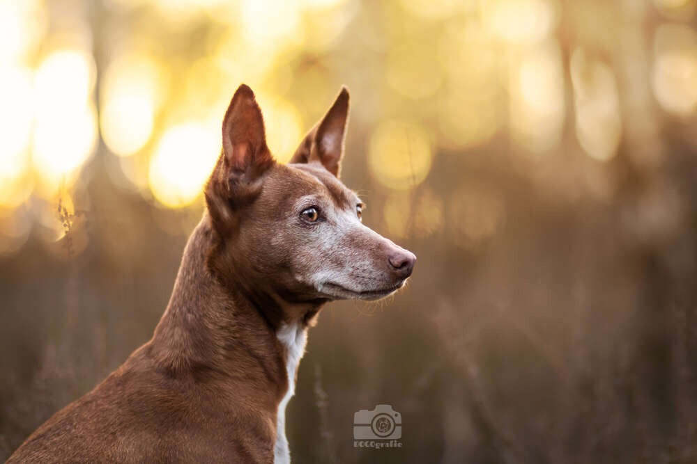 DOGOgrafie (DOGOgrafie)