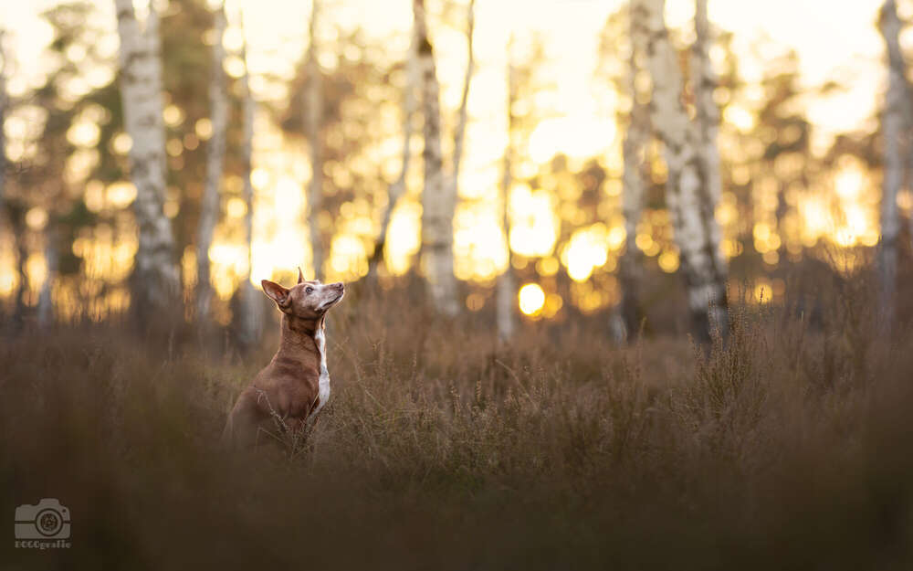 DOGOgrafie (DOGOgrafie)