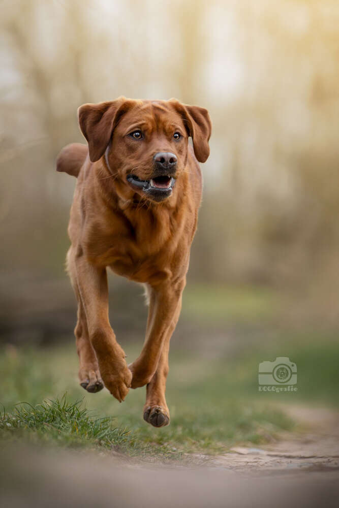 DOGOgrafie (DOGOgrafie)