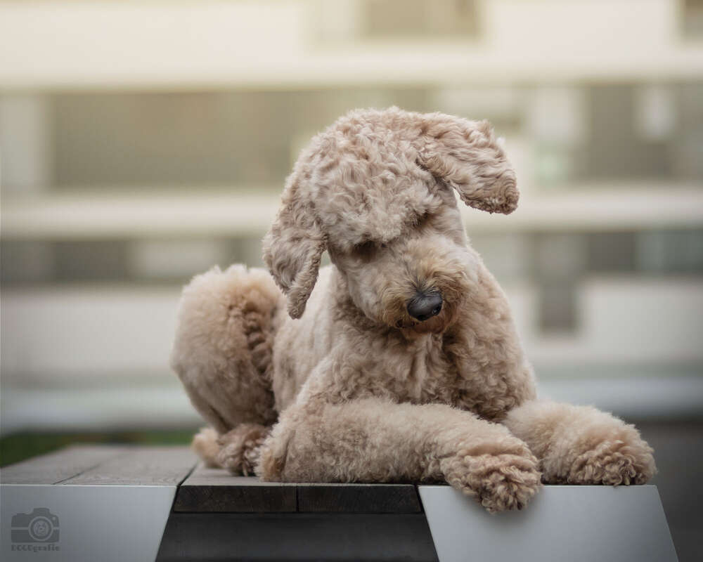 DOGOgrafie (DOGOgrafie)