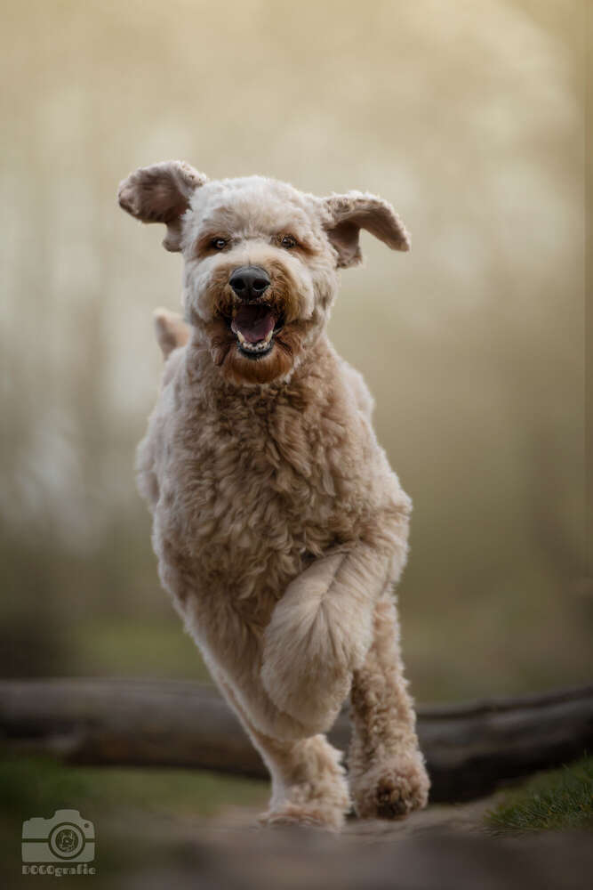 DOGOgrafie (DOGOgrafie)