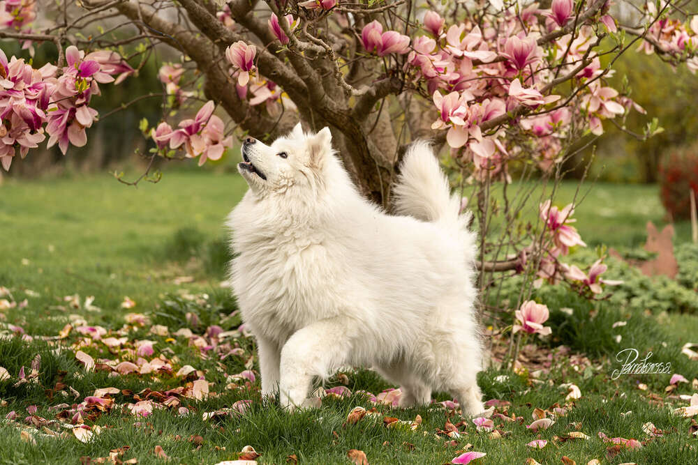 Pemakrosa Tierfotografie (Pemakrosa Tierfotografie)