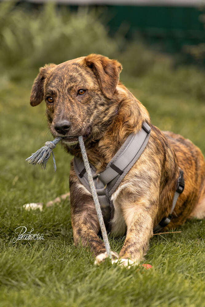 Pemakrosa Tierfotografie (Pemakrosa Tierfotografie)