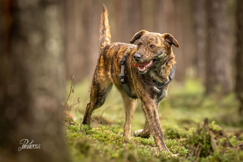 Pemakrosa Tierfotografie (Pemakrosa Tierfotografie)