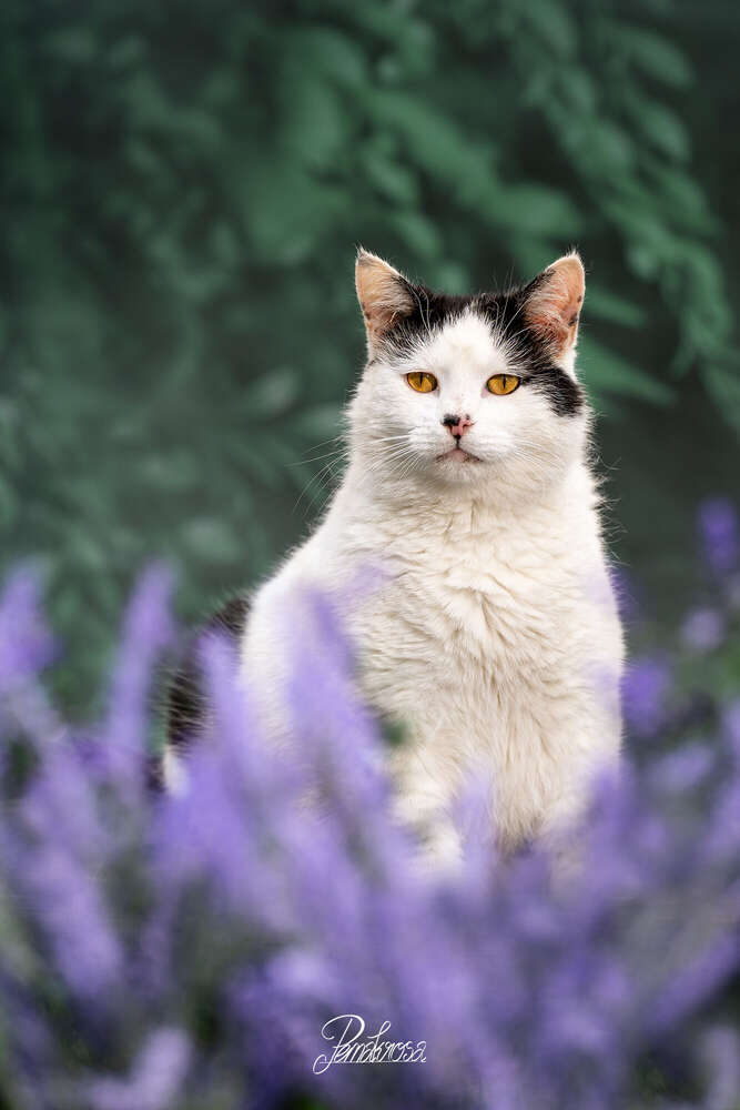 Pemakrosa Tierfotografie