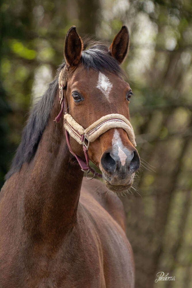 Pemakrosa Tierfotografie (Pemakrosa Tierfotografie)
