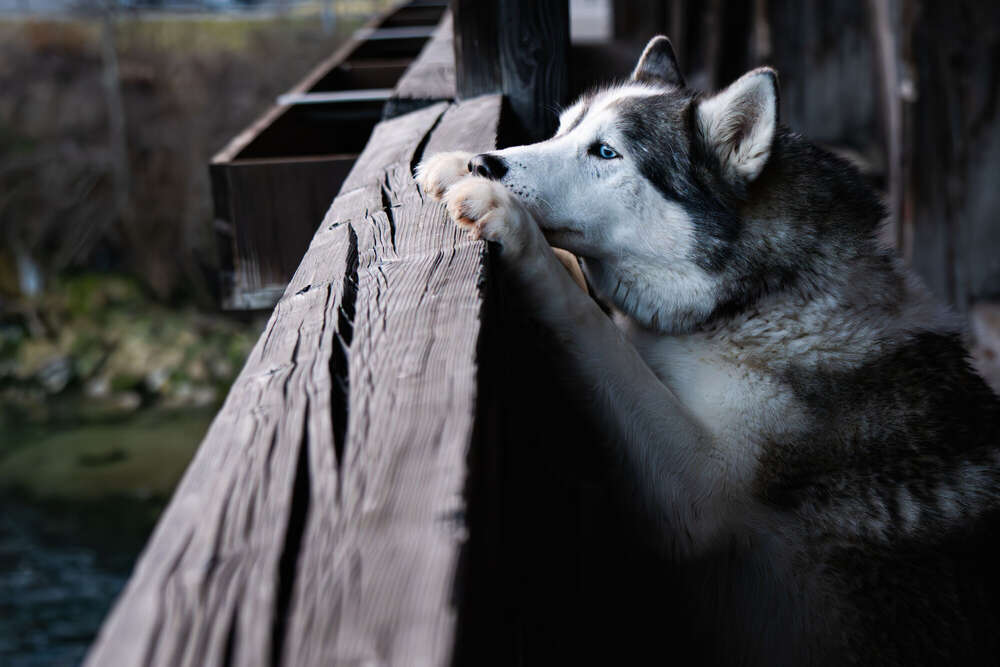 Susan Photography (Susan Photography)