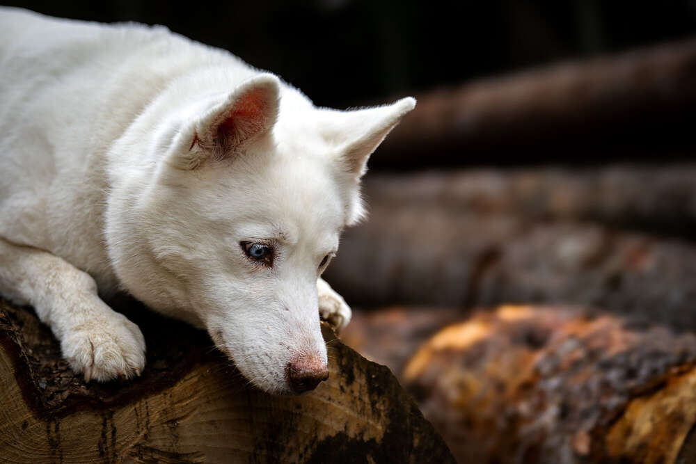 Susan Photography (Susan Photography)