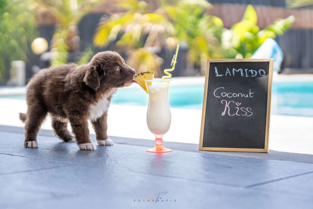 Z&uuml;cher Welpenshooting (ElFa Fotografie)