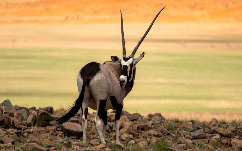 Oryx Antilope (Daniel Beiler)