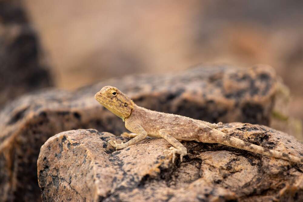 W&uuml;stenbewohner (Daniel Beiler)