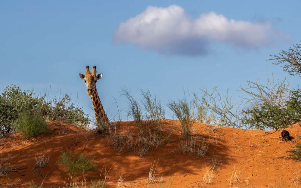 Neugierige Giraffe (Daniel Beiler)