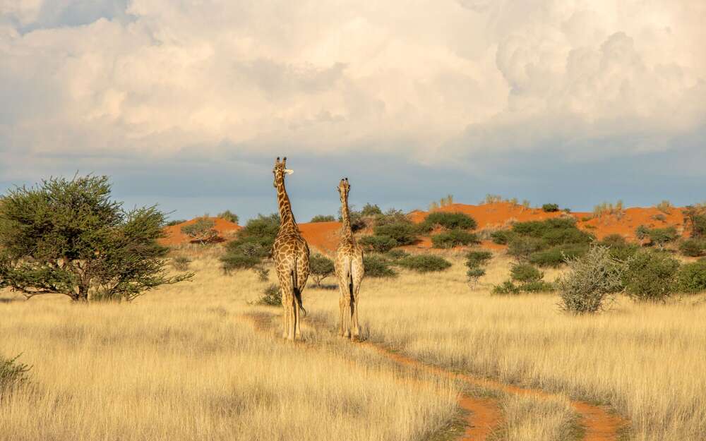 Giraffen P&auml;rchen Spaziergang (Daniel Beiler)