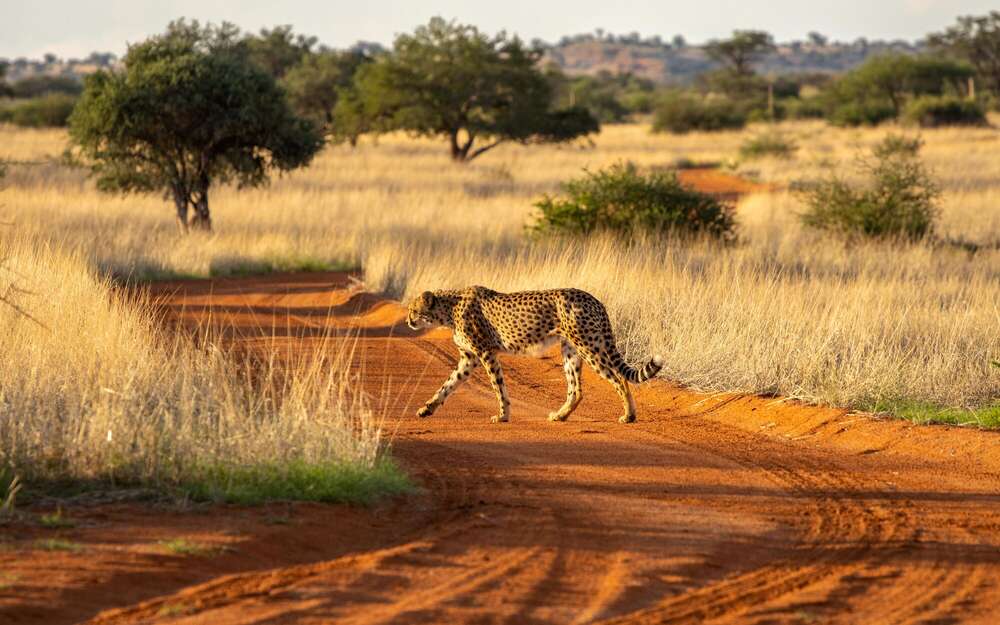 Gepard  (Daniel Beiler)