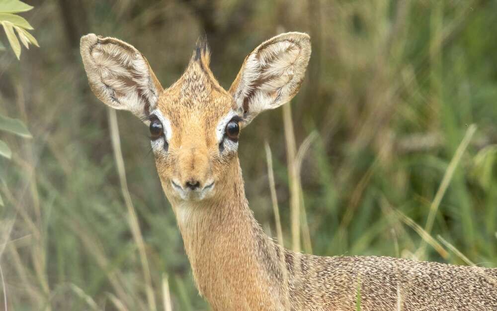 Kudu  (Daniel Beiler)