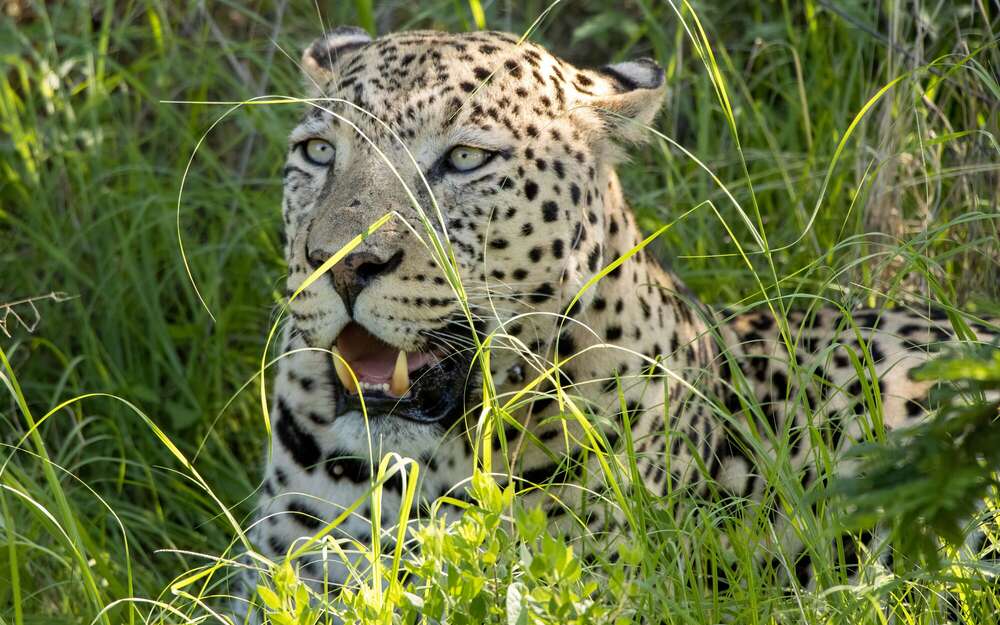 Leopard Neo (Daniel Beiler)