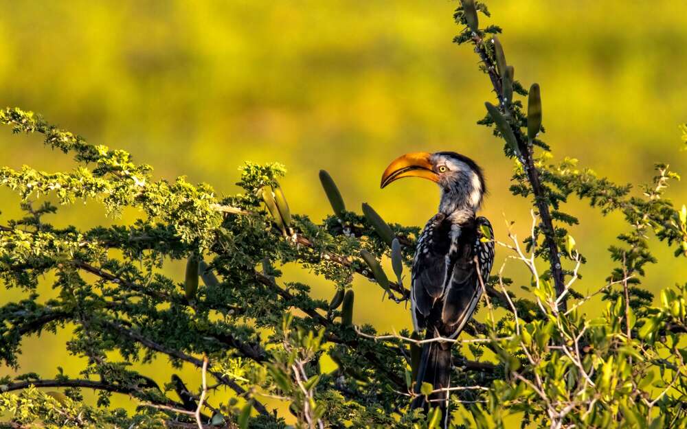 Daniel Beiler (Daniel Beiler)
