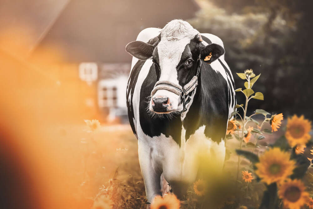 Mandy Jordan (Mandy Jordan)