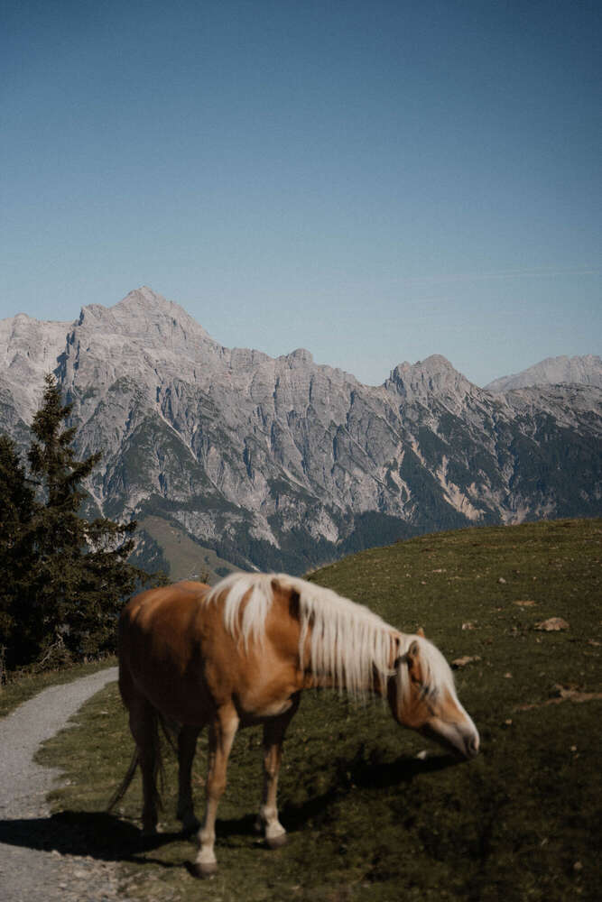 Berge und Pferd (Celina Cäcilia Schubert)