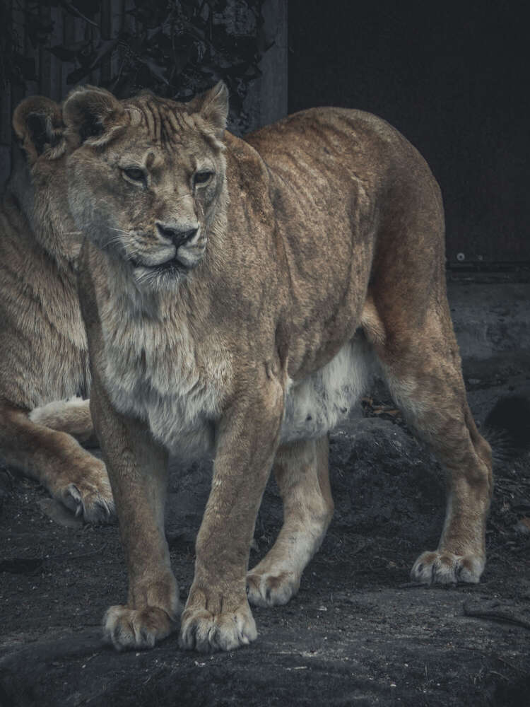 rico licht foto (rico licht foto)