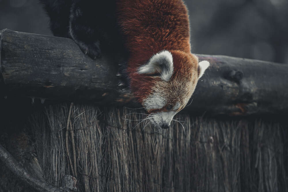 rico licht foto (rico licht foto)