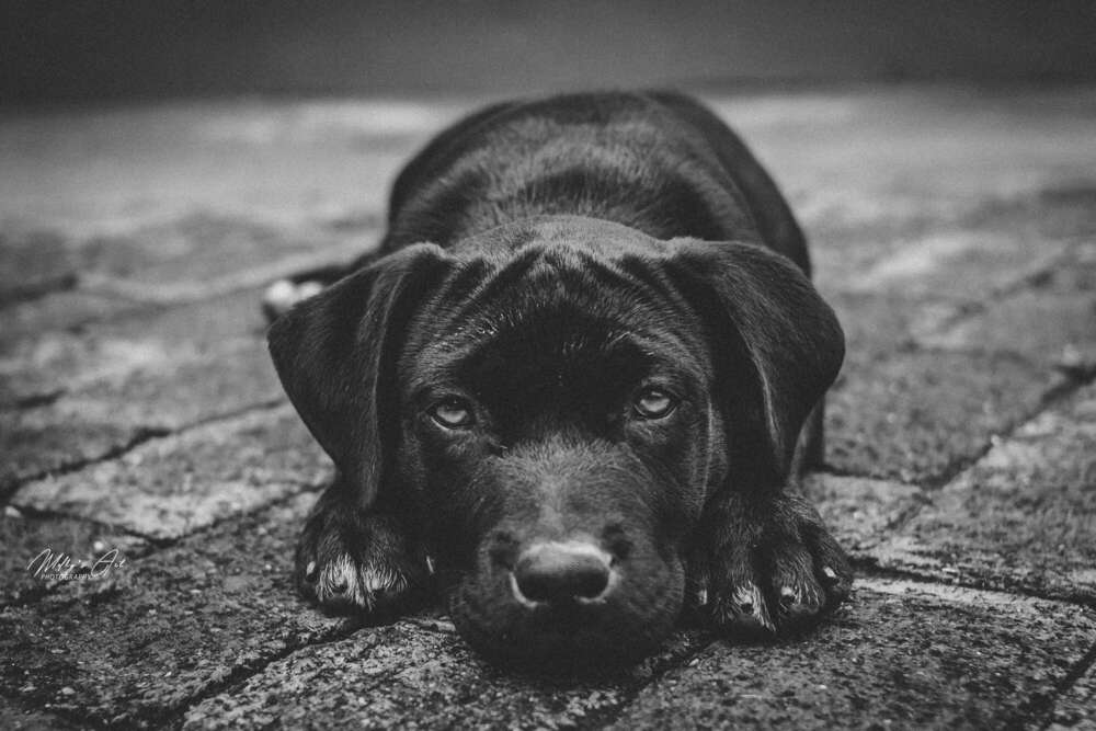 Pet Photography (Melkisedek Phillip)