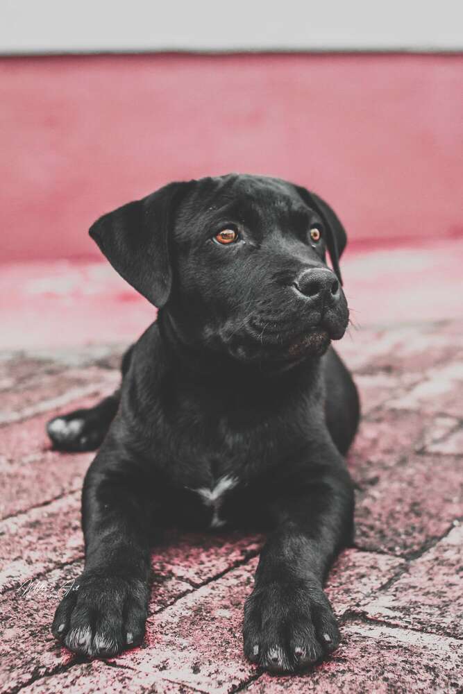 Melkisedek Phillip (Melkisedek Phillip)