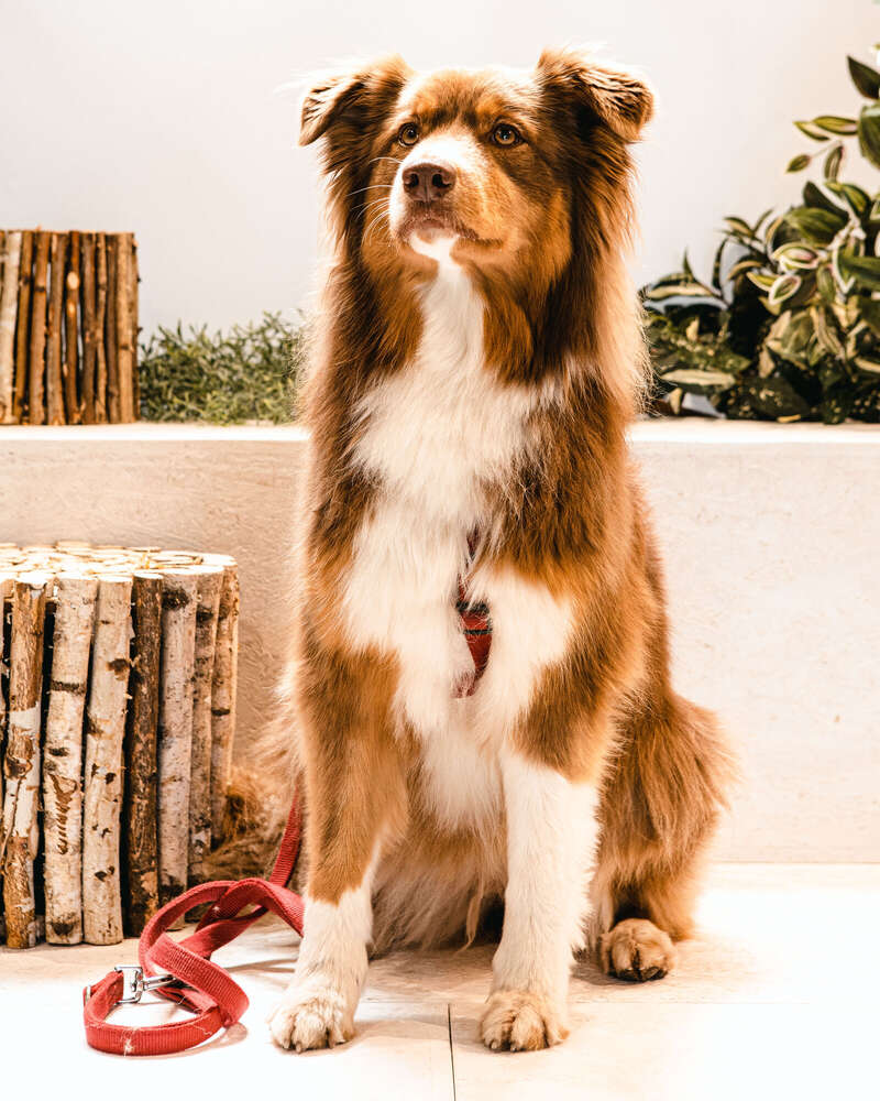 Melkisedek Phillip (Melkisedek Phillip)