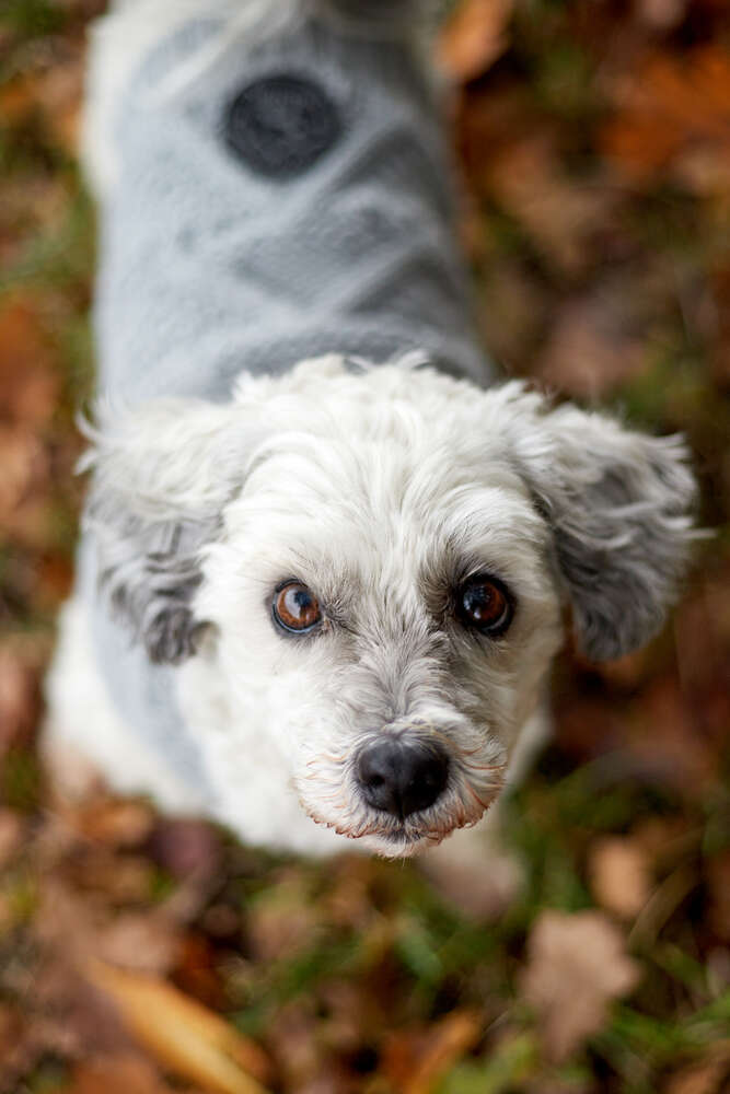 Elagrafie (Elagrafie)