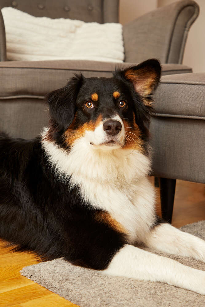 Elagrafie (Elagrafie)