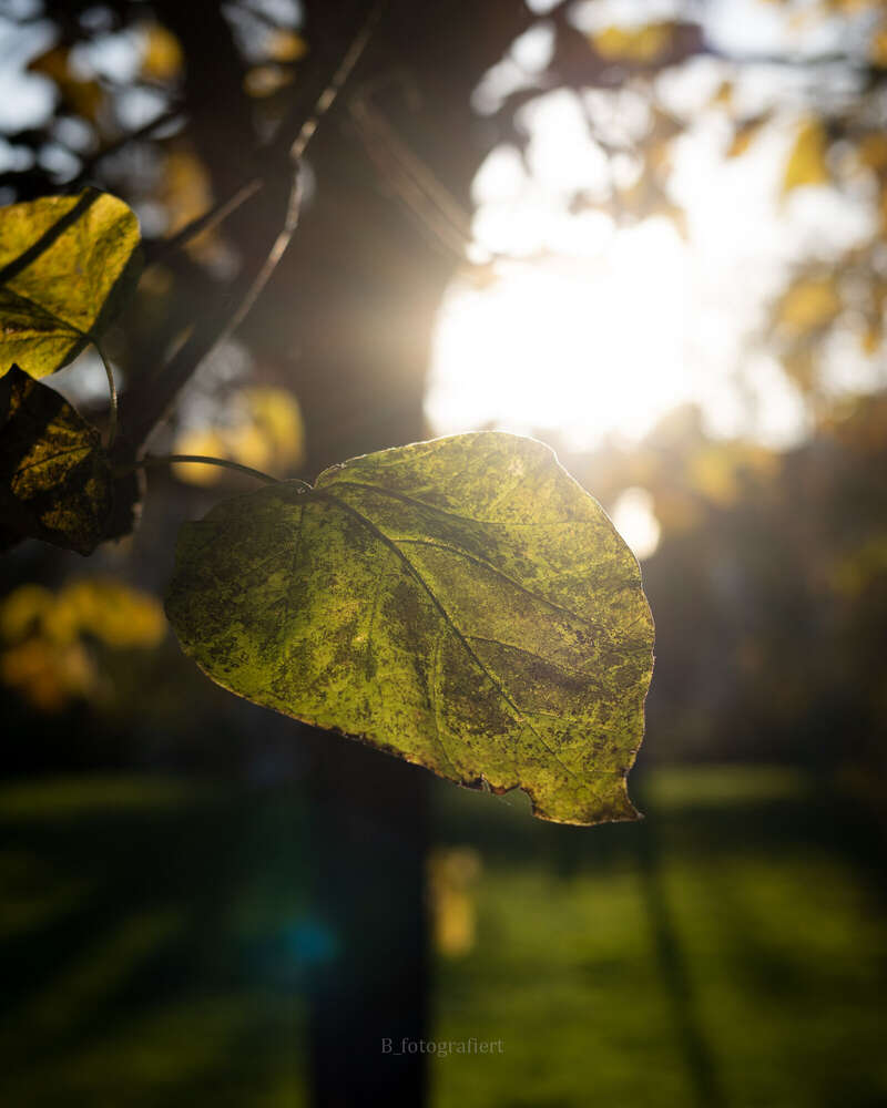 Björn-Andreas Bucher (Björn-Andreas Bucher)